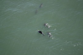 Missing Picture